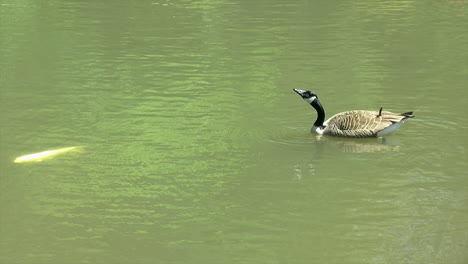 A-Canada-Goose-floating-on-a-pond,-watches-a-koi-swim-by,-then-takes-a-sip-of-water