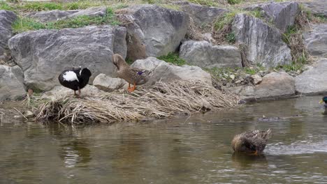 Group-Of-Mallard-Ducks-Preening-And-Swimming-In-Yangjaecheon-Stream-In-Seoul,-South-Korea-daytime