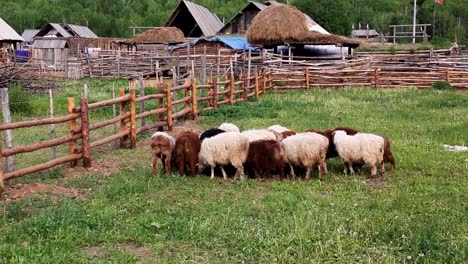 Flock-of-sheep-fenced-in-farm-eating-grass-in-a-small-rural-village-surrounded-by-bamboo-houses-in-Asia