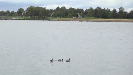 Family-of-ducks-swimming-on-lake-windy-cloudy-day
