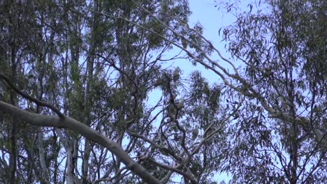 On-natural-open-farm-wildlife-multiple-Australia-bird-cockatoos-on-tree