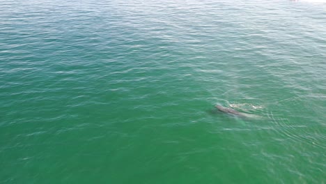 Luftbild-Einer-Mutter-Und-Eines-Baby-Buckelwals,-Die-In-Ruhigem-Blauem-Ozeanwasser-Schwimmen,-Buckelwale-Spritzen,-Buckelwale-Mit-Ihrem-Kind