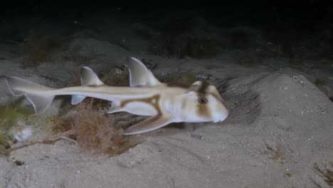 Port-Jackson-Shark-swimming-at-night-in-slow-motion-4k-Heterodontus-portusjacksoni