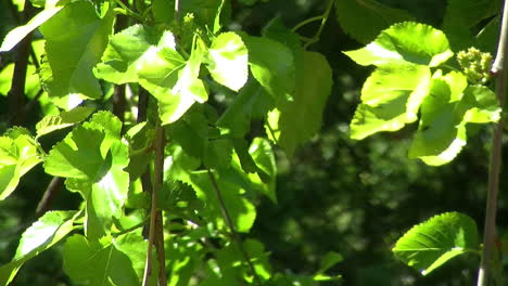 Close-up-of-mulberry-tree-leaves-and-unripe-mulberries