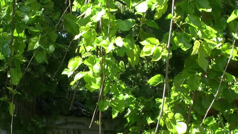 Mulberry-tree-branches-sway-in-the-breeze