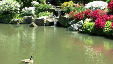 A-Canada-Goose-floats-on-a-pond-and-looks-at-a-waterfall-and-the-surrounding-azalea-bushes