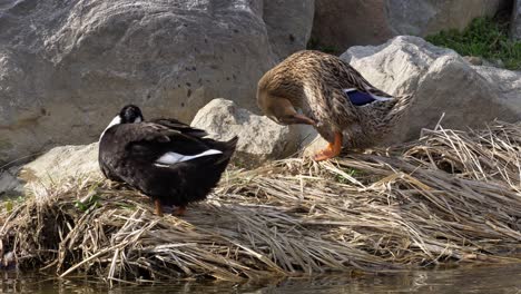 Two-Mallard-Ducks-Preening-on-the-bank-of-Yangjaecheon-Stream-In-Seoul,-South-Korea---close-up