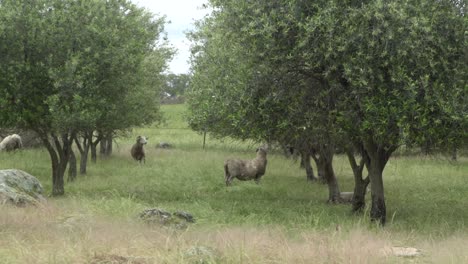 On-natural-open-farm-wildlife-rams-standing-in-two-legs-to-get-up-on-olive-tree-for-food-eating