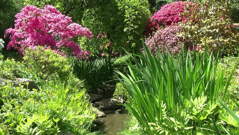 A-small-stream-flows-through-a-garden-with-azaleas,-irises,-ferns,-and-a-mulberry-tree
