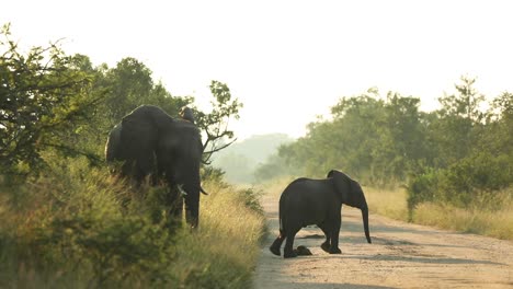 Wide-shot-of-a-African-elephant-cow-and-her-calf-standing-next-to-the-road-in-beautiful-morning-light,-Greater-Kruger