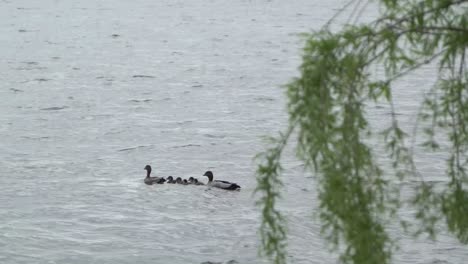 Duck-family-with-ducklings-on-wavy-water-on-lake-windy-day-with-fern