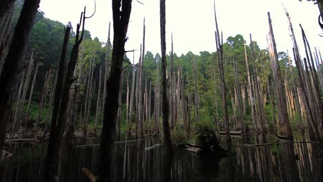 Lago-Inundado-Abandonado-Troncos-De-árboles-Sin-Hojas-Y-Sin-Ramas-En-El-Bosque-De-Agua