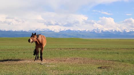 Beautiful-Majestic-Brown-Horse-Standing-and-Nodding-Head-on-Wide-Grassland-with-Snow-Capped-Mountains-In-Background-on-a-sunny-summer-blue-sky-day