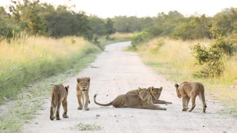 Wide-shot-of-five-lion-cubs-relaxing-in-the-road,-Greater-Kruger