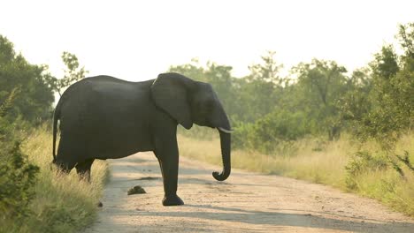 Wide-shot-of-an-African-elephant-cow-standing-in-the-road-and-lifting-her-trunk,-Greater-Kruger