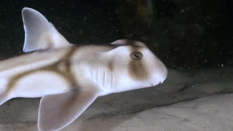 Port-Jackson-Shark-swimming-at-night-in-slow-motion-4k-Heterodontus-portusjacksoni