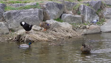 Group-Of-Mallard-Ducks-Preening-And-Swimming-In-Yangjaecheon-Stream-In-Seoul,-South-Korea---high-angle,-wide-shot