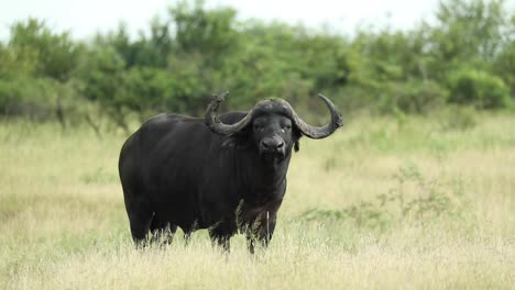 Wide-shot-of-a-Cape-buffalo-standing-and-turning-its-head-towards-the-camera,-Greater-Kruger