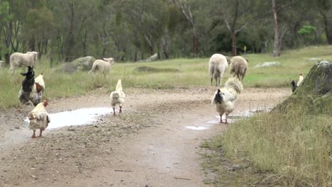 On-natural-open-farm-wildlife-chicken,-rooster,-lamb,-sheep-walking-on-road