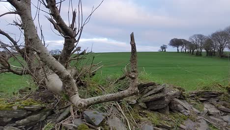Un-Antiguo-Muro-De-Piedra-Tradicional,-Parcialmente-Derrumbado-Con-Un-árbol-Que-Crece-En-él-Y-Vistas-A-Un-Exuberante-Campo-Verde-En-La-Irlanda-Rural