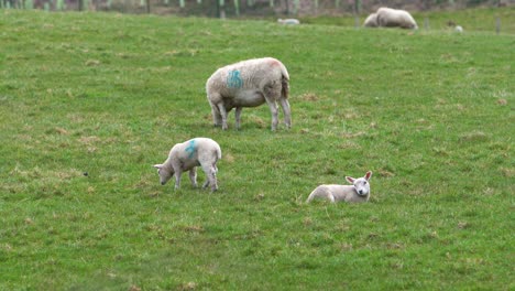Babylämmer-Und-Schafe,-Die-Sich-Auf-Einer-Grünen-Wiese-Wundern