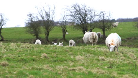 Sheep-eating-grass.-Static-shot-and-low-angle