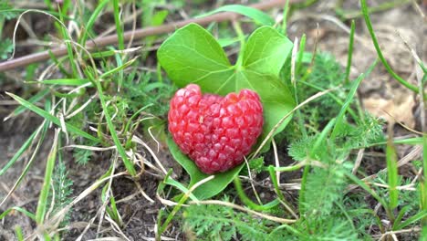 Close-Up-View-Of-Heart-Shaped-Fresh-Raspberry-Resting-Ground-With-Grass