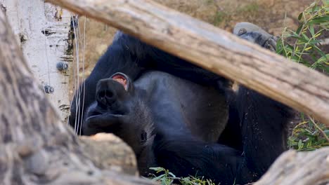 Close-up-telephoto-of-big-gorilla-lying-down-relaxing-on-grass-during-the-day-at-a-zoo