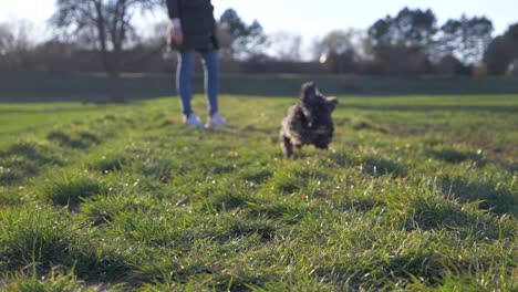 Cute-puppy-dog-running-fast-towards-camera-on-grass-field-in-the-park-in-super-slow-motion-during-summer-with-puppy-dog-eyes