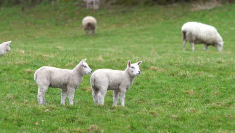 Close-Up-Of-Curious-Lambs-Looking-Around-The-Field