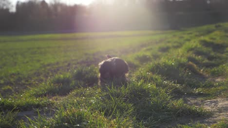 Close-up-of-cute-dog-running-fast-towards-camera-on-grass-field-in-the-park-in-super-slow-motion-during-summer-and-sunset-with-puppy-dog-eyes