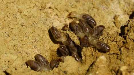 Macro-video-of-termites-in-soil