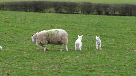 Schafe-Und-Babylämmer-Auf-Einem-Leeren-Grünen-Feld