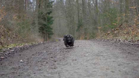 Adorable-puppy-dog-running-fast-towards-camera-in-huge-forest-on-dirt-road-during-winter-in-super-slow-motion-with-puppy-dog-eyes-in-Stuttgart,-Germany