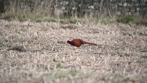 Beautiful-male-pheasant-feeding-in-a-field-on-a-sunny-spring-day