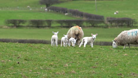 Family-of-sheep-and-lambs-eating-together-on-green-meadow-hill