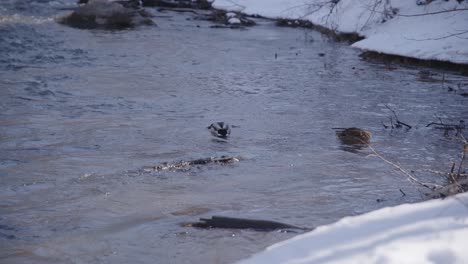 50-FPS-Two-Ducks-Resting-on-a-River-with-Strong-Flow