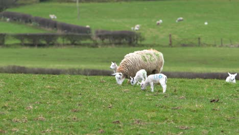 Baby-Lambs-Following-Sheep-Mother-In-Green-Field