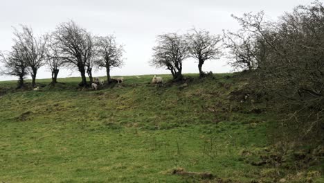 Handheld-wide-view-of-lambs-wandering-up-a-hill-in-their-field