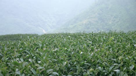 Tea-plantation-on-the-hillside