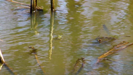 Grüner-Frosch,-Der-In-Einen-Teich-Schwimmt