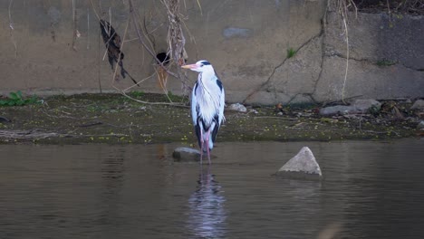 Grey-Heron-Standing-In-Shallow-Water-In-Yangjaecheon-Stream,-Seoul,-South-Korea---wide-shot