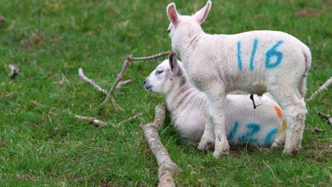 Shot-of-two-lambs-mulling-around-fallen-branches