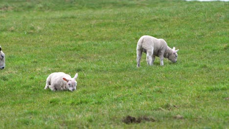 Two-Lambs-Eating-Grass-On-A-Green-Meadow