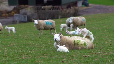 Lamb-jumping-onto-Mother-sheep's-back