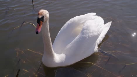 Curiuos-Swan-Looks-for-Food-in-a-Pond-and-Swims-Away