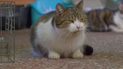 Nahaufnahme-Einer-Schönen-Katze,-Die-Sitzt-Und-Dinge-Betrachtet