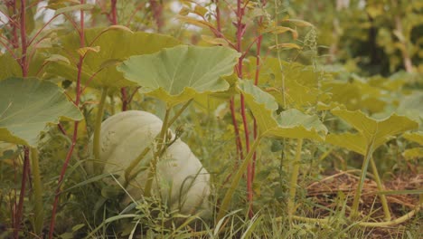 Green-Pumpkin-Growing-In-Vegetable-Garden.-Low-Angle
