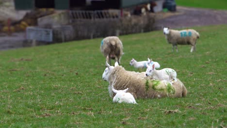 Little-lamb-sitting-on-back-of-sheep