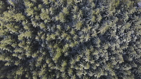 Luftaufnahme-Von-Frostbedeckten-Bäumen-In-Einer-Malerischen-Waldberglandschaft,-Wald-Im-Hinterland